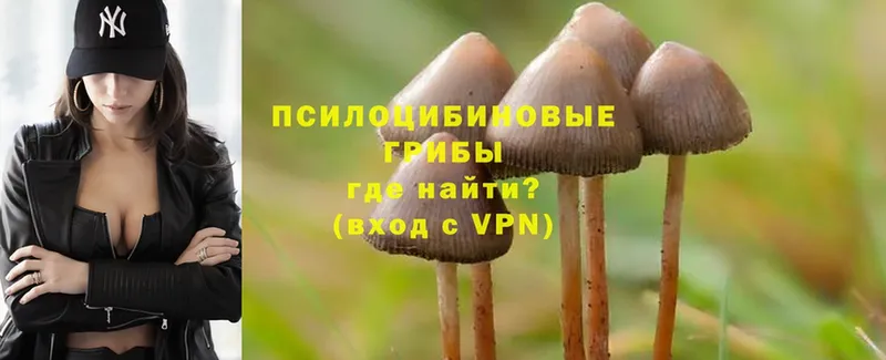 закладки  Жуков  Псилоцибиновые грибы Cubensis 